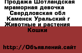  Продажа.Шотландская мраморная девочка!!! - Свердловская обл., Каменск-Уральский г. Животные и растения » Кошки   